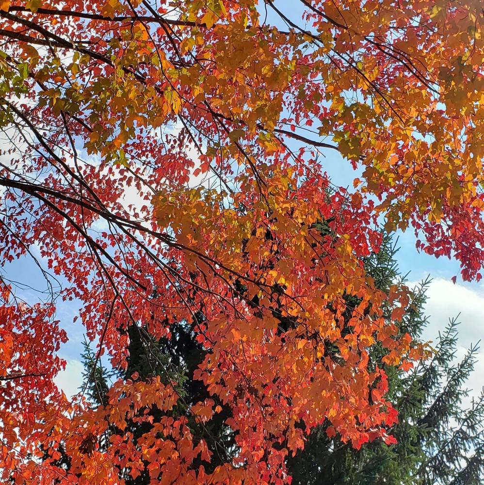 Meet your Posher, Liz